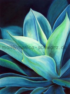 agave