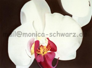 orchidee