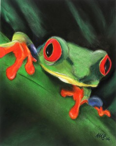 Rotaugenfrosch